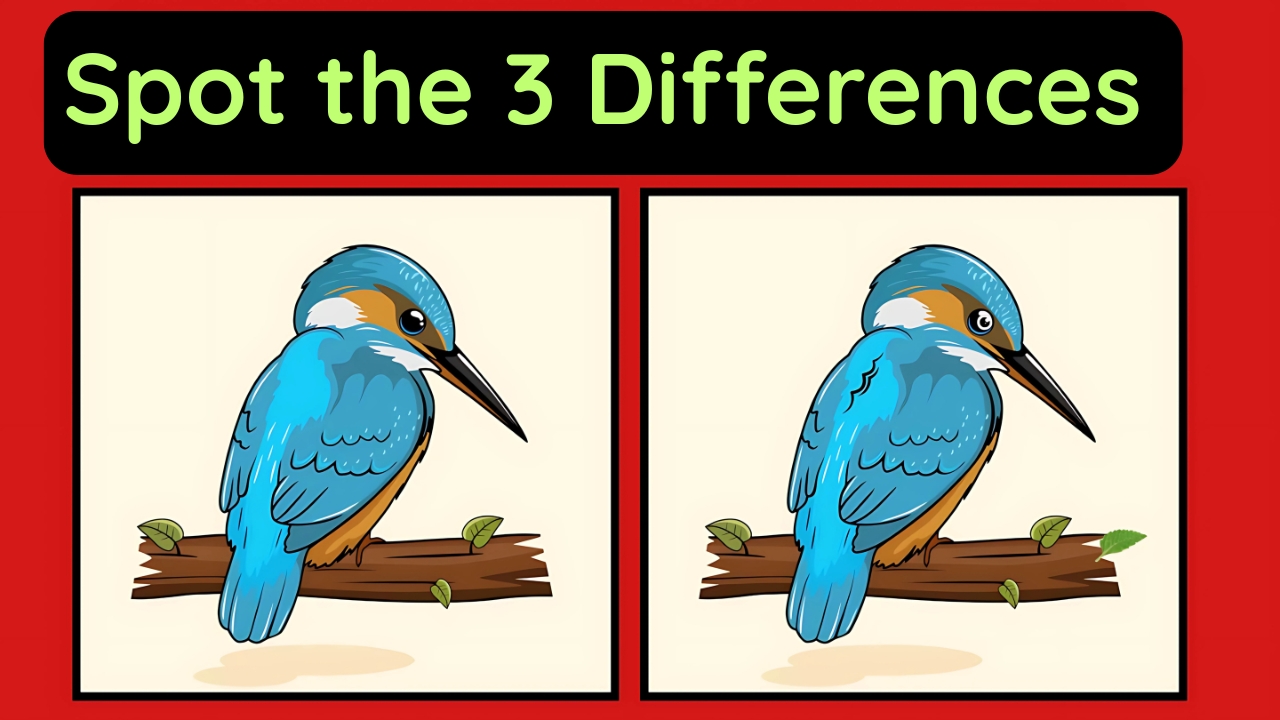 Kingfisher Scene