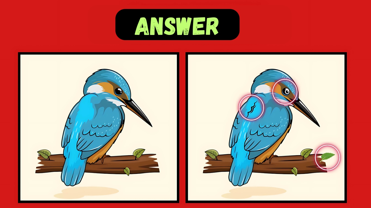 Kingfisher Scene