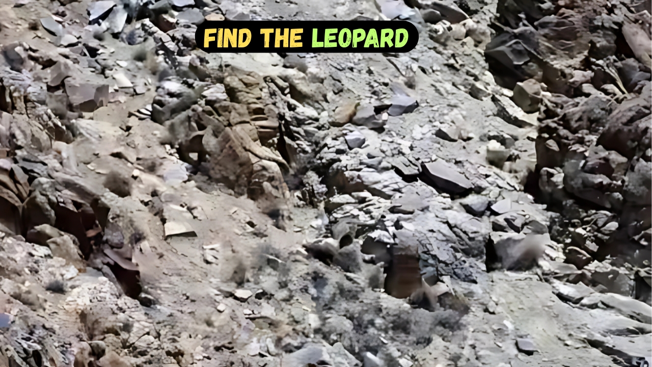 Find the Leopard