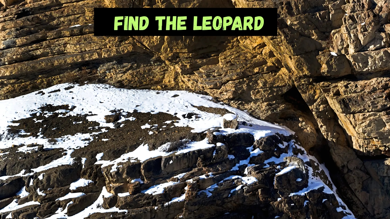 Find the leopard