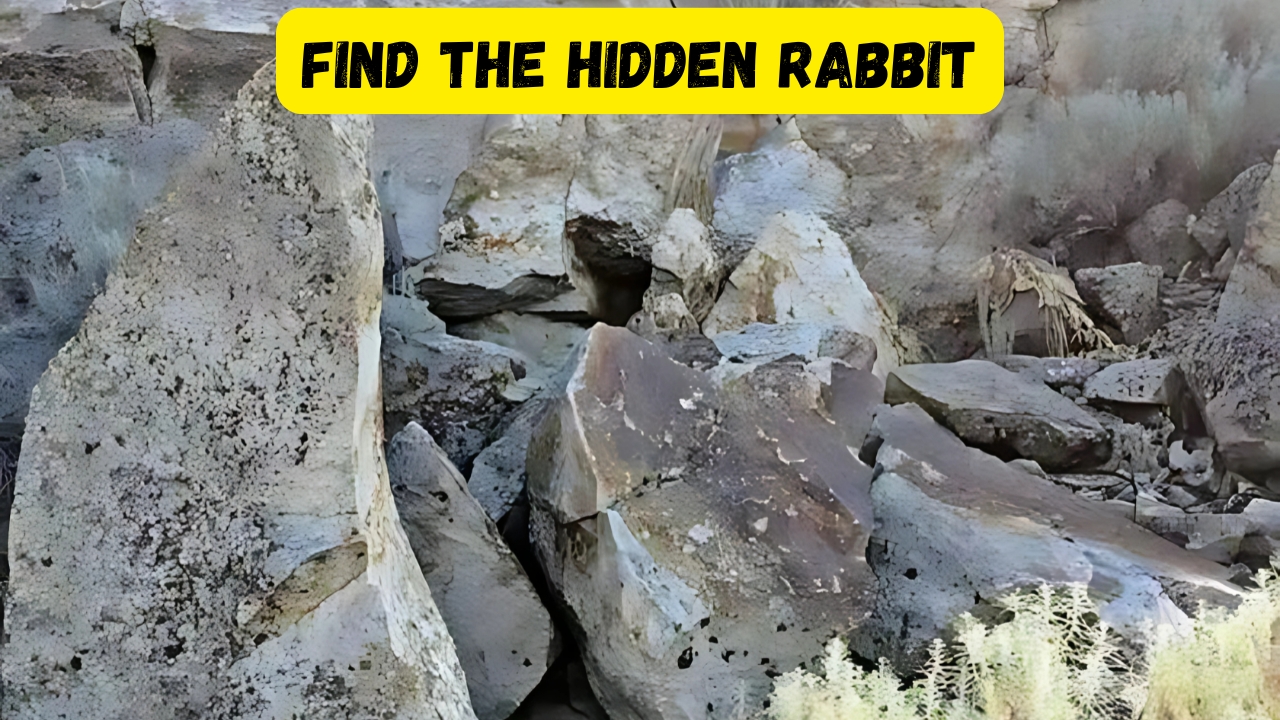 Hidden Rabbit
