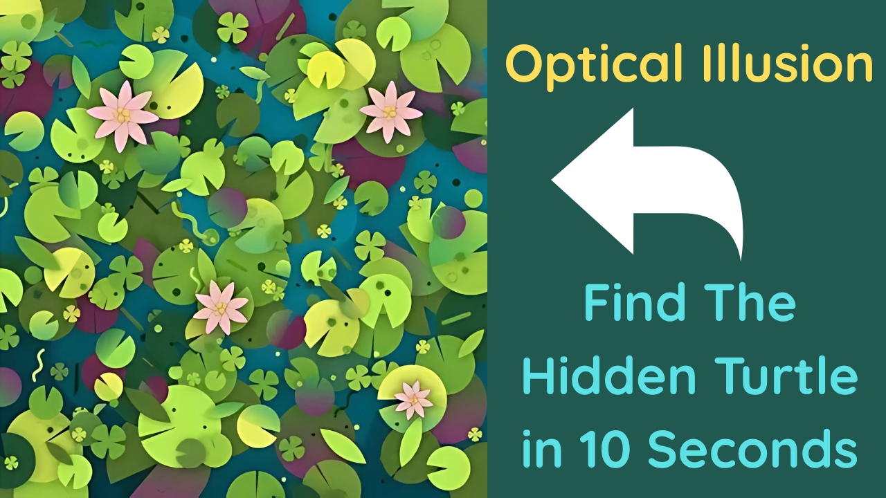 Hidden Turtle