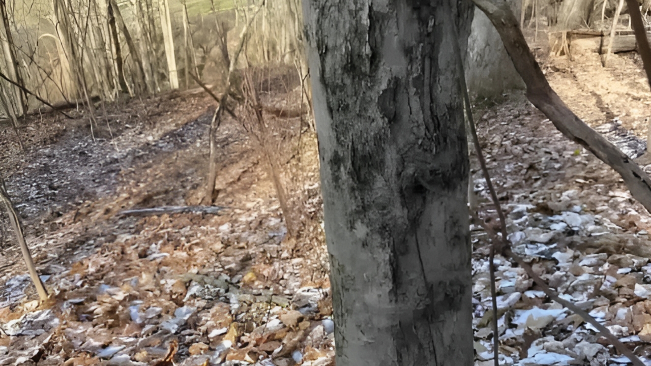 Hidden Dog