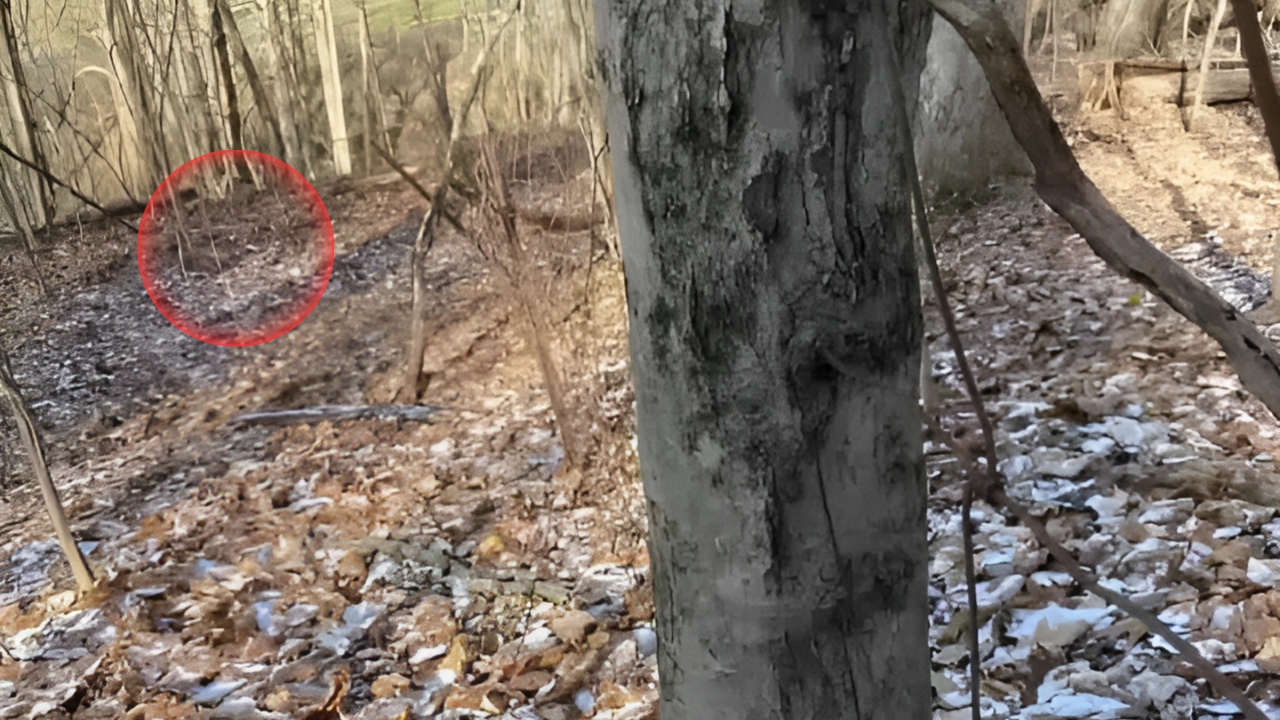 Hidden Dog