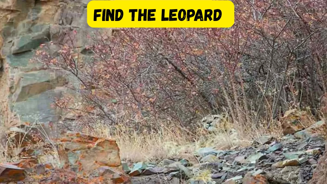 Find the Leopard