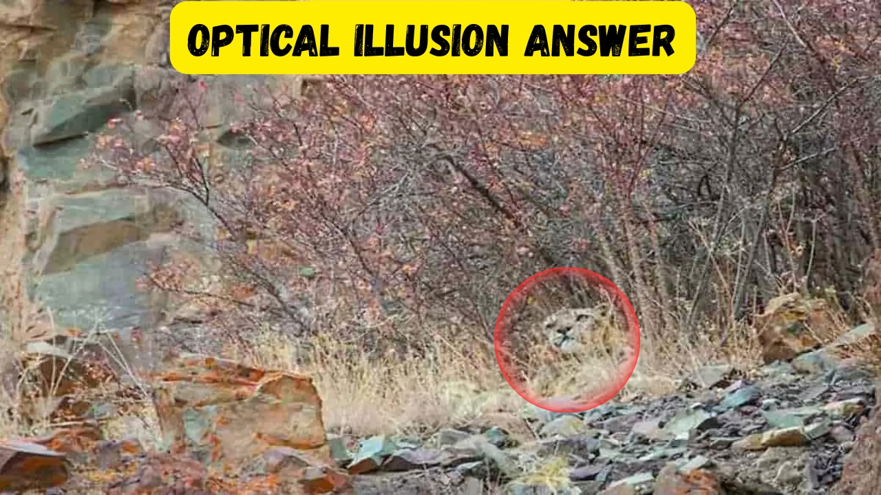Find the Leopard