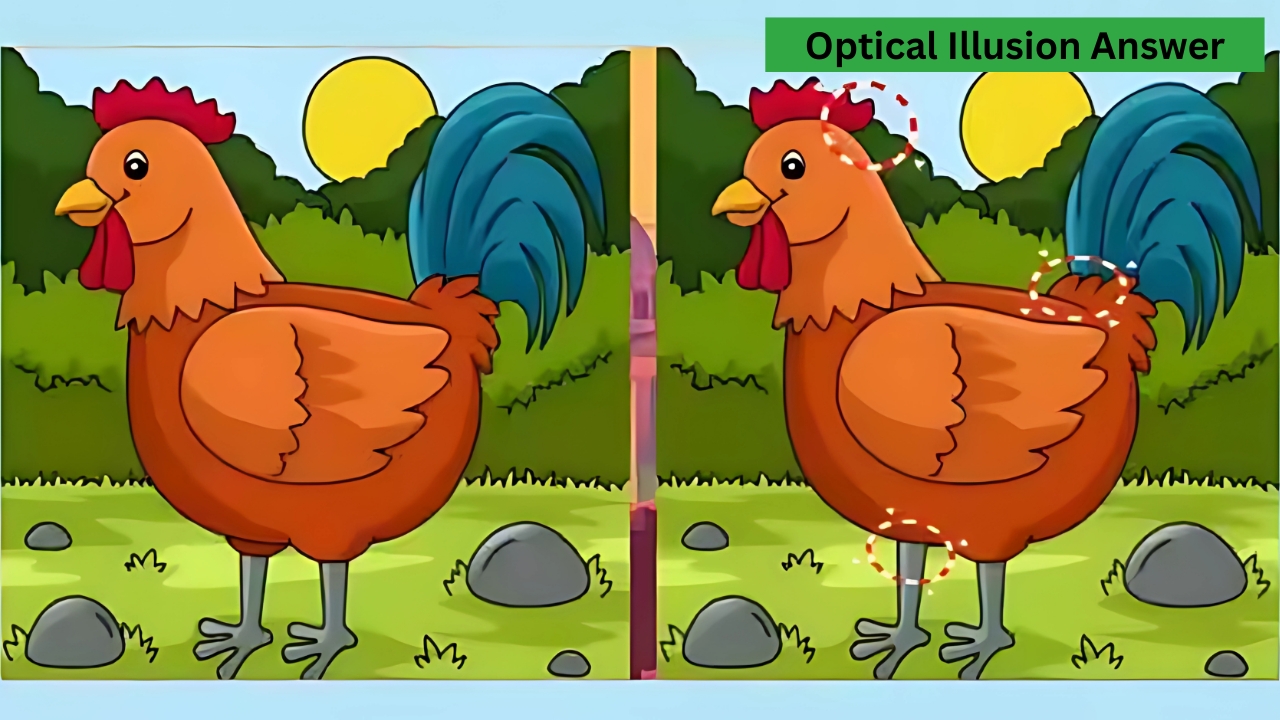 Optical Illusions Answer
