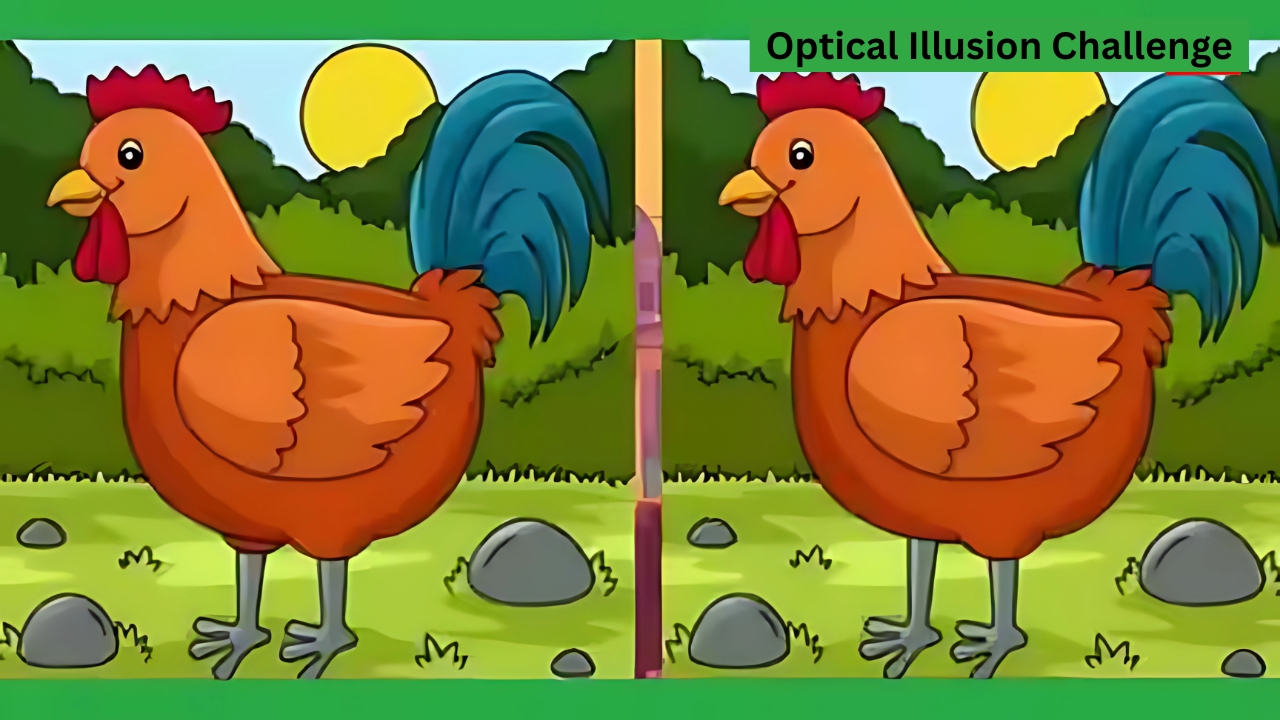 Optical Illusions Challenge