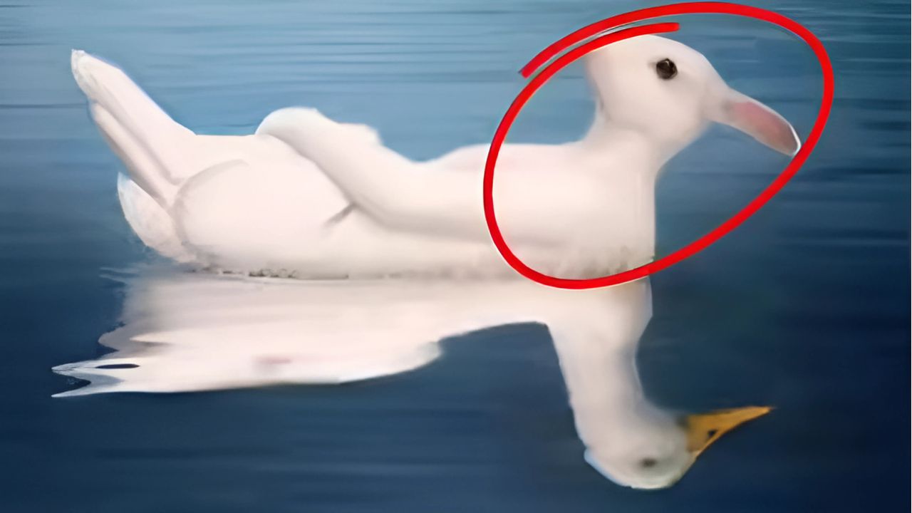 OPTICAL illusion